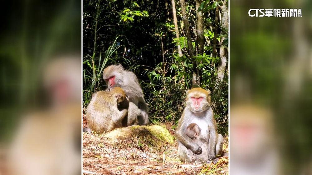 遊塔塔加遇猴王衝刺示威　登山客驚嚇撤退