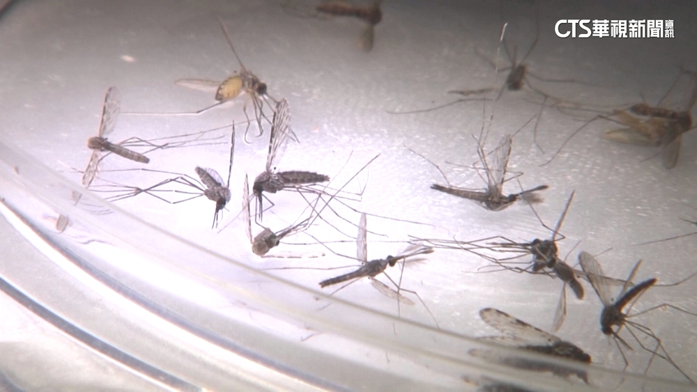 美國20年首見.已5例本土瘧疾　專家憂風險升