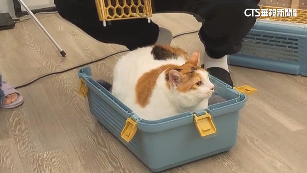 貓奴看過來！　首屆肥貓大賽　10.6公斤貓咪奪冠