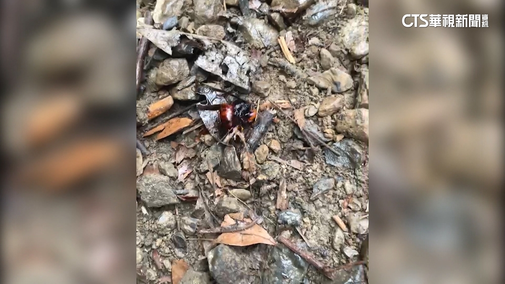 「蜂」狂攻擊！　礁溪月眉坑步道　遊客.消防員6傷