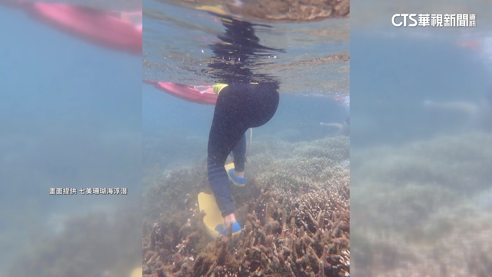 遊客澎湖戲水「踩斷珊瑚礁」　引發當地人怒火