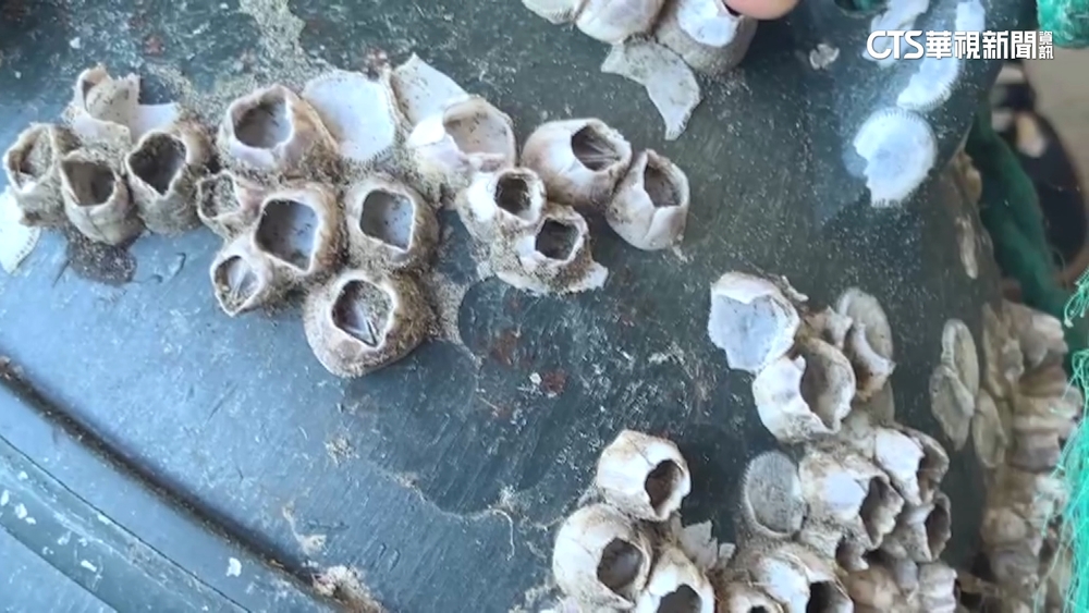 童玩水遭藤壺刮花雙腳　業者：增設告示牌提醒