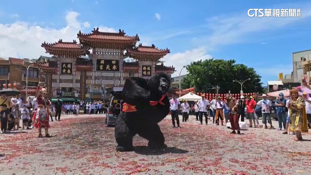 全台唯一「仿真黑猩猩」廟前熱舞　體感飆破40度