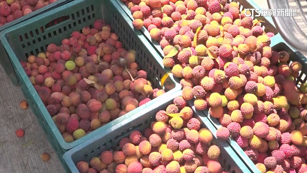 雨少椿象少！　荔枝產量爆發「1斤50元」　果農憂滯銷