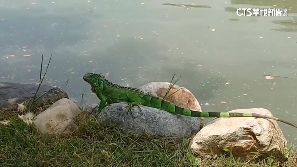 綠鬣蜥出沒興大校園　「中部趴趴走」嚇壞學生