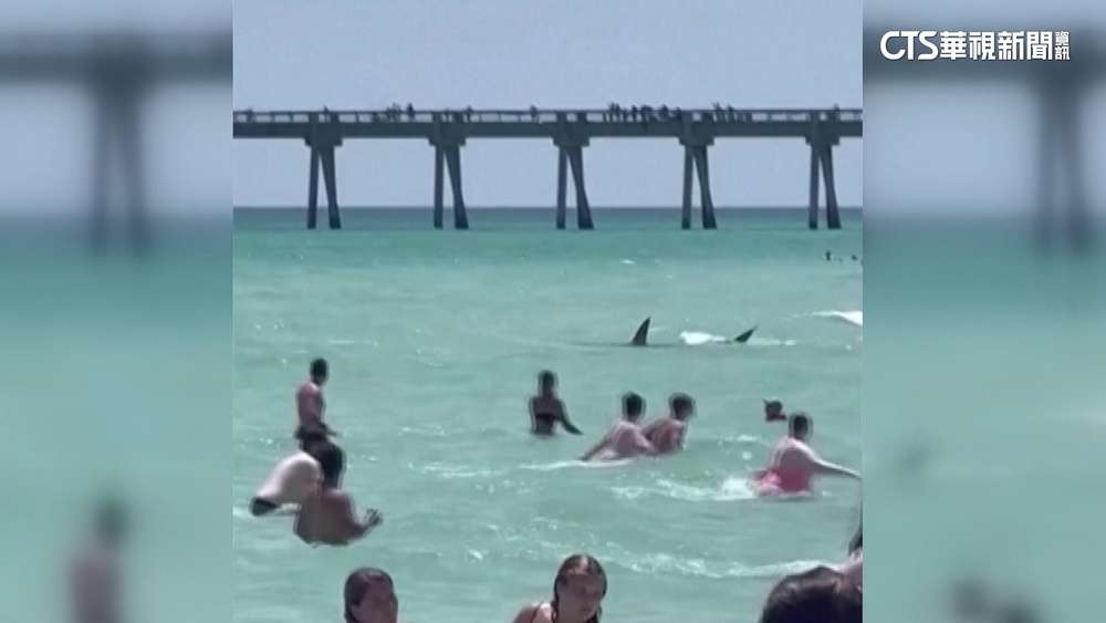 美國佛州鯊魚現蹤　海灘遊客驚恐奔逃
