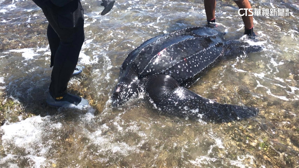 珍貴革龜擱淺墾丁沙灘　憾！搶救17小時不治