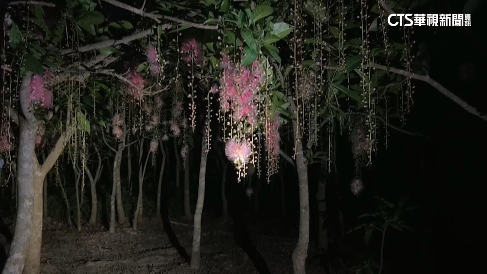 馬家庄秘境　「穗花棋盤腳」一夜盛開如煙火絕美