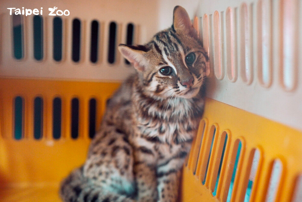 北市動物園收容石虎兄妹前往特生中心集訓　為野放做準備