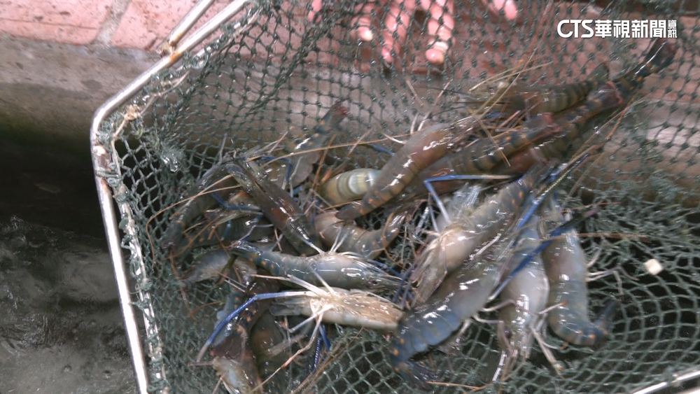 【台語新聞】海鮮現撈尚青　包冰保存.盡快烹煮防細菌增生