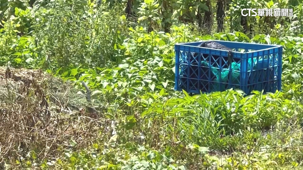 8旬婦遭虎頭蜂螫死　兒子等4年終獲138萬國賠