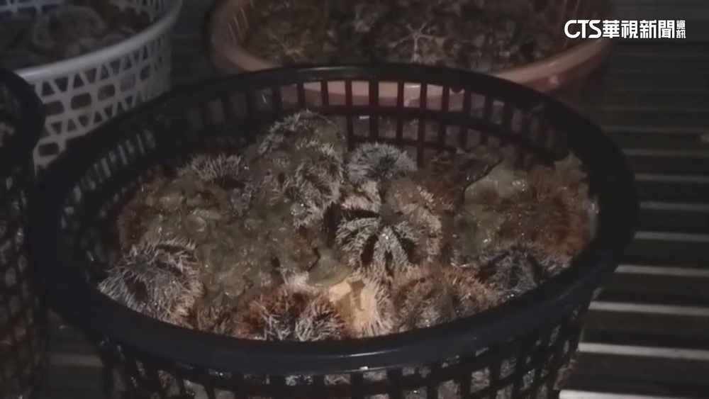 澎湖漁民採海膽失蹤　跨海大橋旁發現遺體