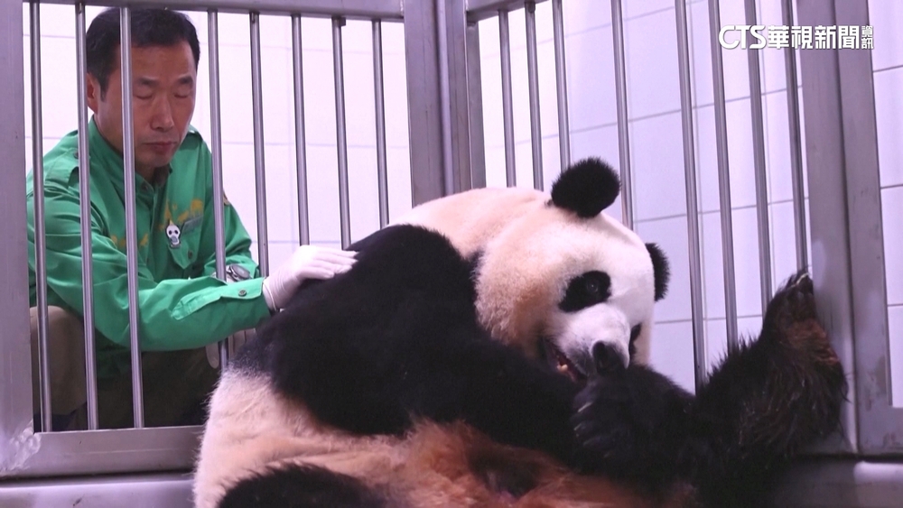 南韓貓熊「愛寶」又當媽　生下雙胞胎千金