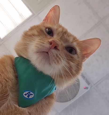 圖片翻攝自 高雄捷運-蜜柑站長 krtcmikan IG