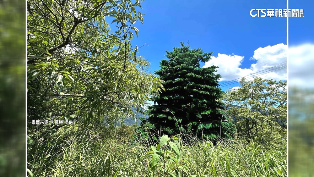 合歡山蒼翠大樹引注目　靠近一看...竟是「間諜樹」