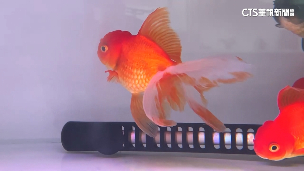 成大教授令「金魚打成汁」反思生命　高中生嚇哭