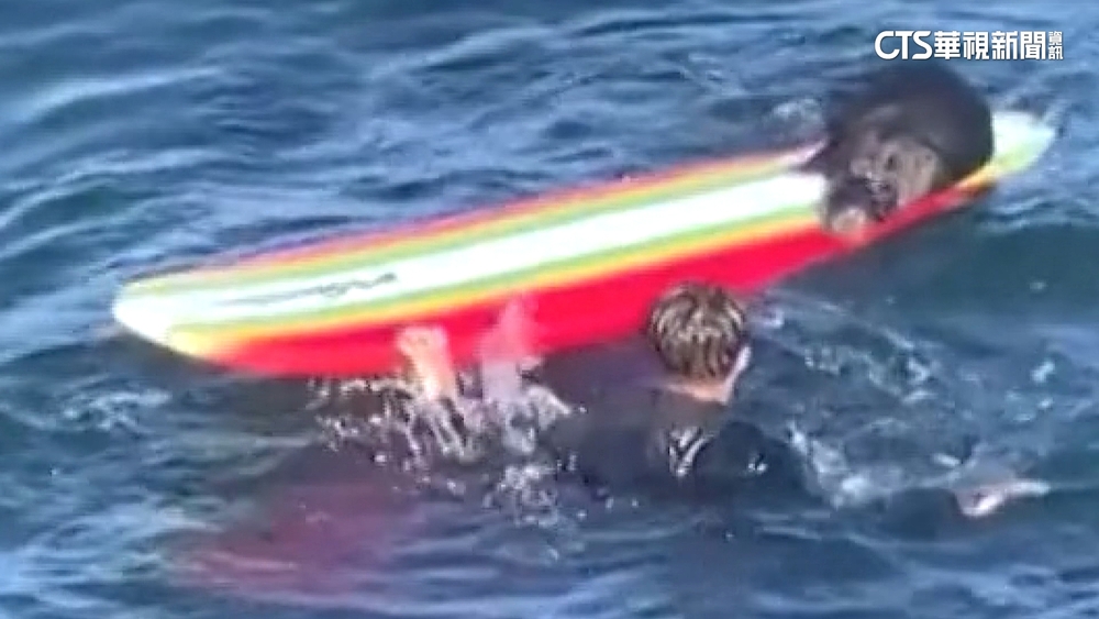 加州海獺無故騷擾衝浪客　當局擬捕捉後安置