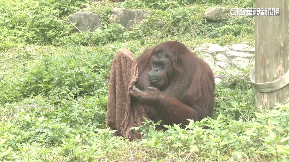 高溫連動物也受不了　消暑妙招清涼一下