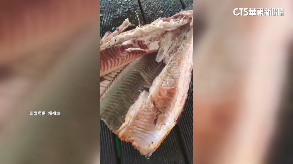 酷暑熱昏1死1傷　日月潭魚虎擱淺被直接「烤熟」