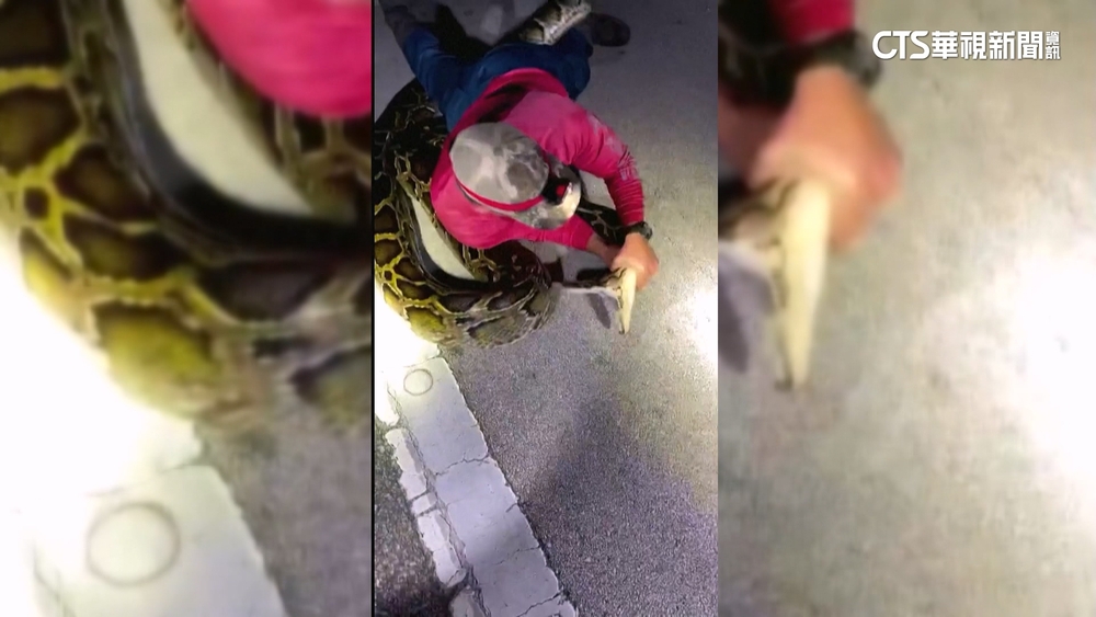 佛州外來爬蟲亂竄　「捕蛇人」力搏5.79米緬甸蟒