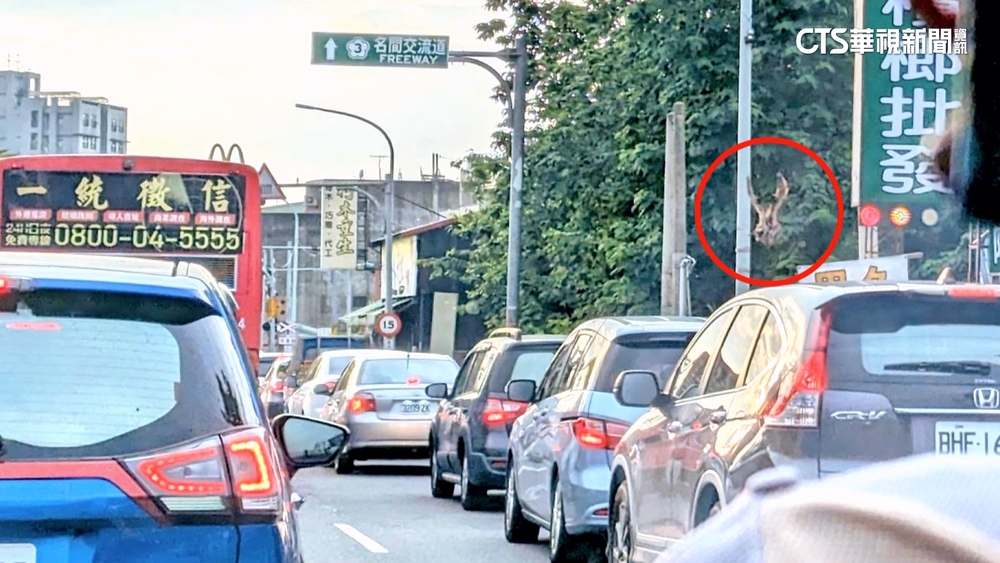 駕駛驚魂！「活雞」闖南投台3線車陣中　警將開罰