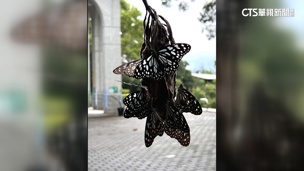 桃米社區蝴蝶大爆發　群聚枝葉有如「蝴蝶花」