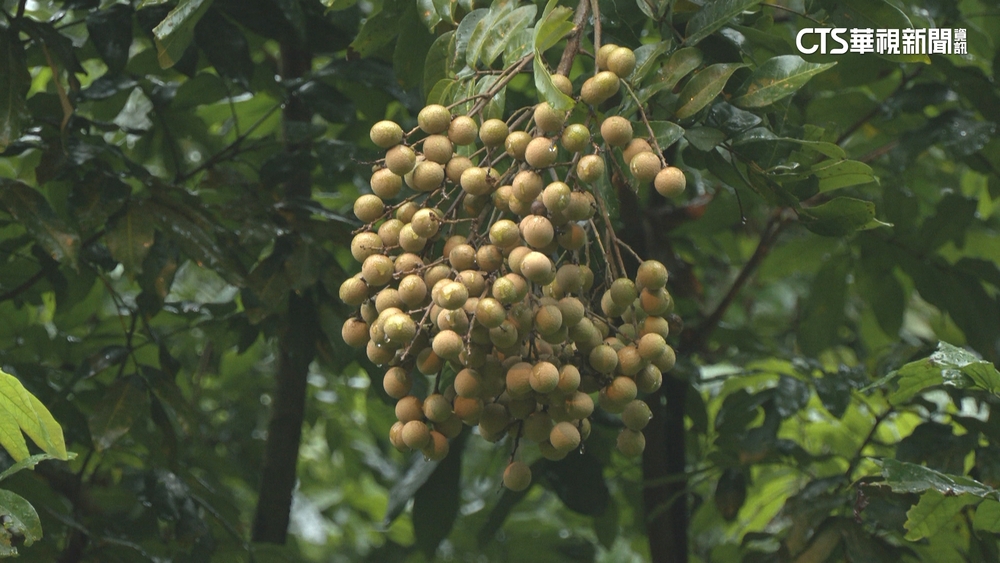 標示「偷龍眼罰款30萬」　警：偷者會依竊盜罪偵辦