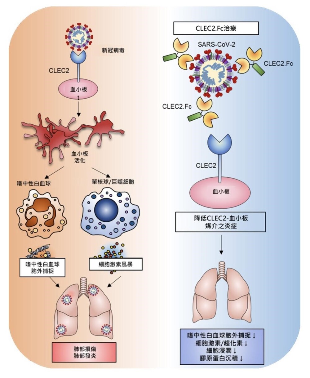 圖／翻攝自衛生福利部官網