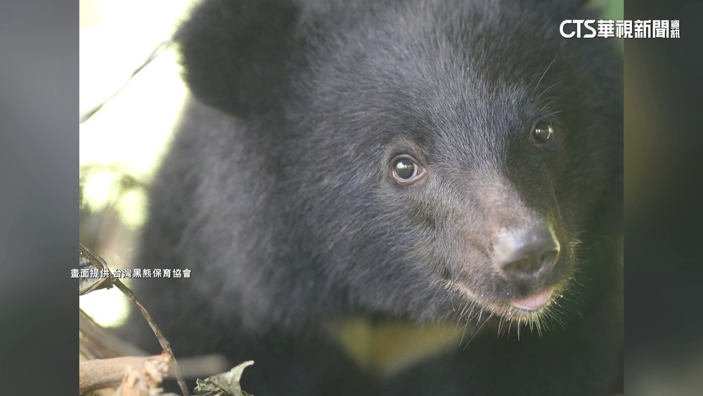 台灣黑熊超愛蜂蜜　屢闖社區拆蜂巢嘗甜頭
