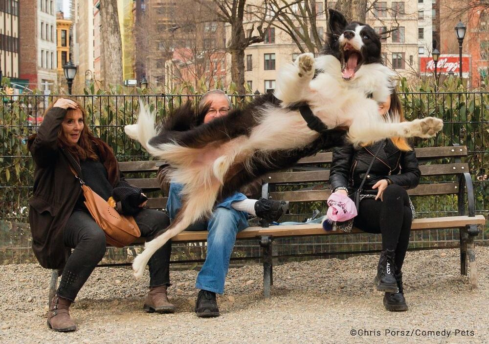 英國「搞笑寵物攝影獎」入圍作品　攝影師投稿尋「飼主」