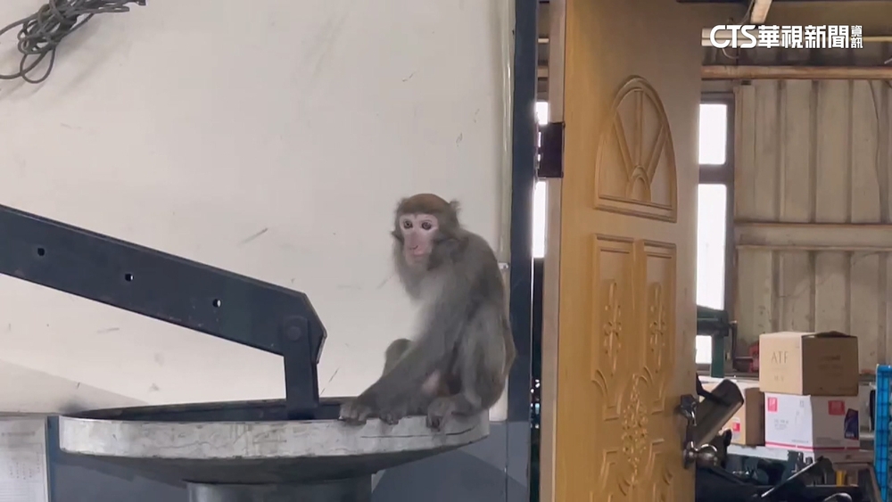 「獨臂台灣獮猴」闖驗車廠被捕　疑打鎮定劑後死亡