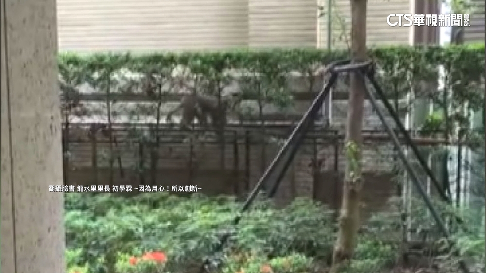 獼猴大逛美術館周邊　高雄民眾：想看豪宅嗎？