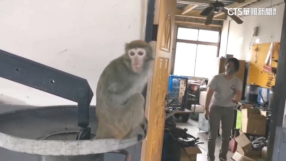 「獨臂台灣獼猴」逃民宅被捕　注射鎮定劑後死亡