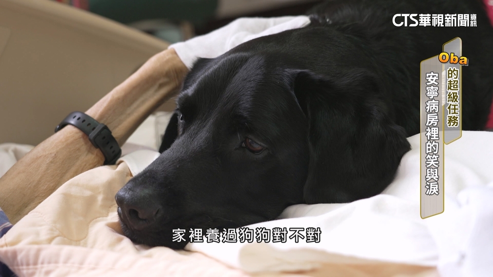 治療犬Oba超級任務　安寧病房裡的笑與淚