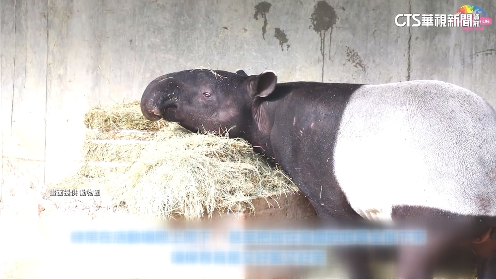 台北動物園馬來貘「貘克」亡　死因待解剖釐清