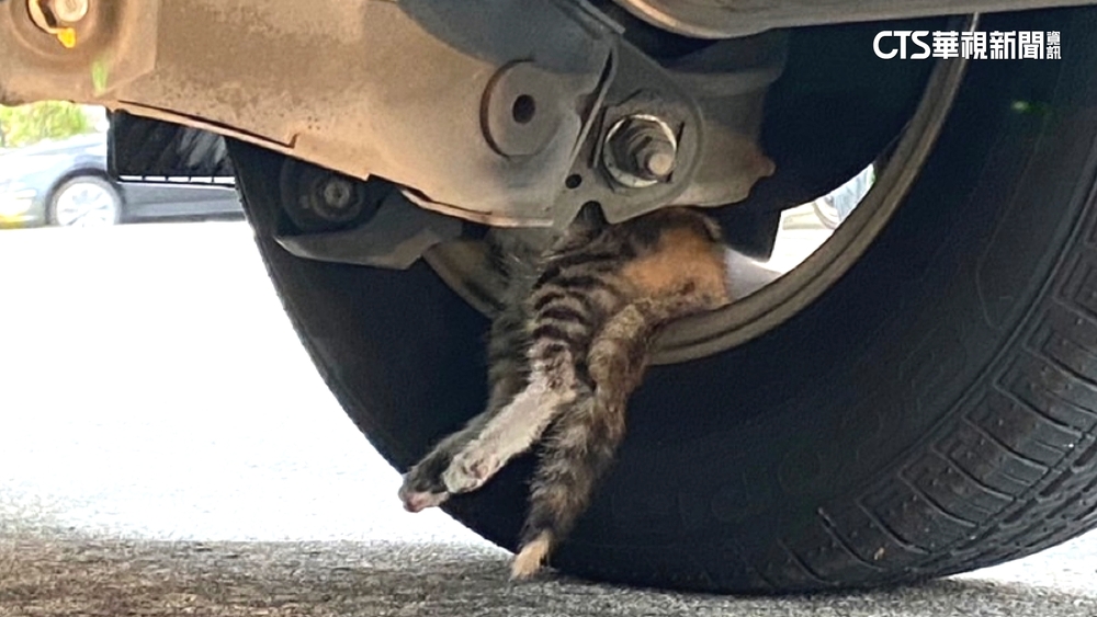 小貓鑽車底！　車主嚇壞不敢開.警趴地又推車