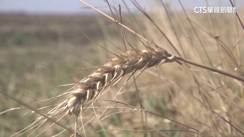 俄羅斯退黑海穀物協議　糧食價格又飆升