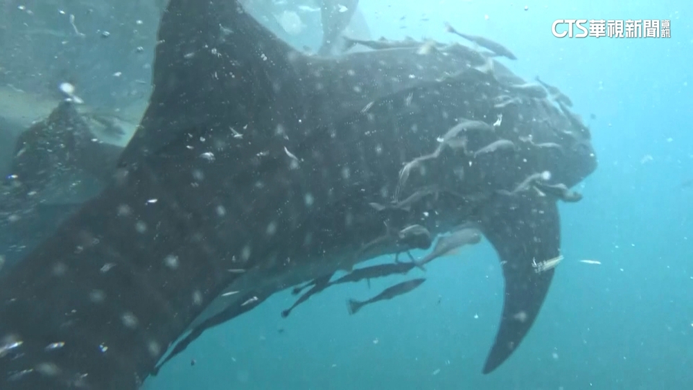 印尼海域5頭鯨鯊困漁網　潛水員急救援