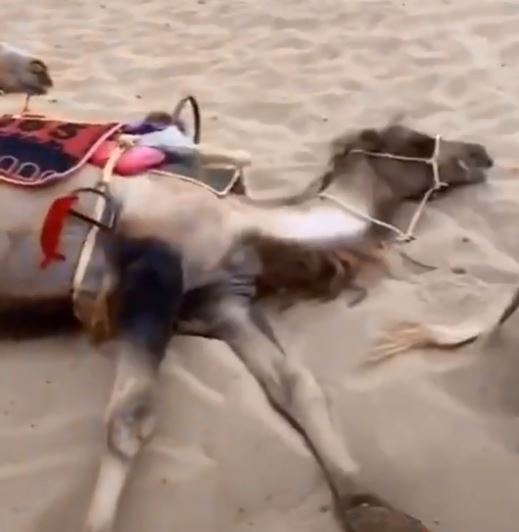 中國敦煌旅遊區駱駝累癱倒地　官方否認「虐待說」：是在休息