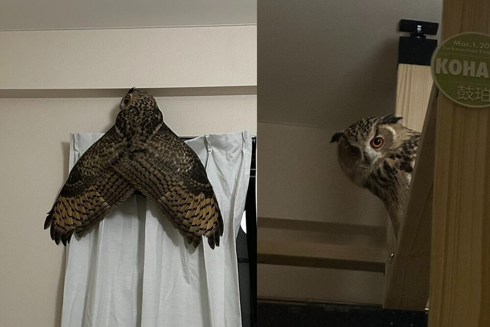 走出廁所驚見「巨大化黑蟬」差點嚇歪　網笑：半夜也會叫的蟬