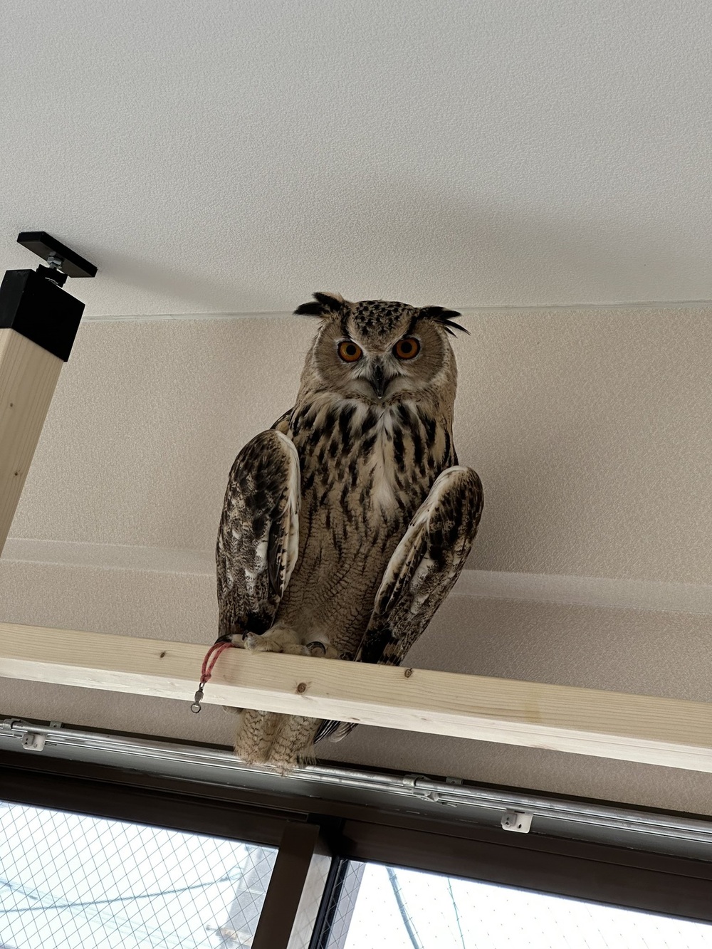 こはく：人家是貓頭鷹 / 圖片翻攝自 @SiO2_ORio 推特