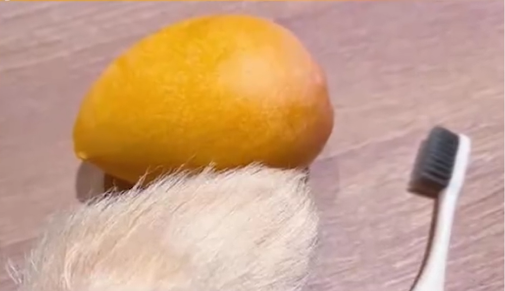 中國年輕人流行養「芒果核」當毛小孩　飼主：毛茸茸摸起來很解壓