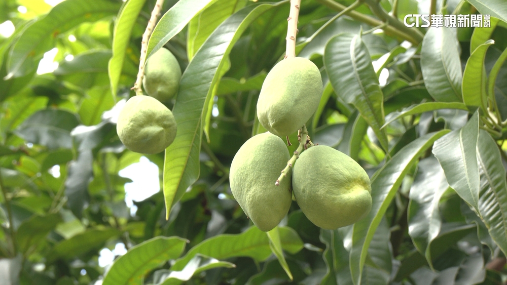 天降橫禍　芒果墜砸車.大王椰子樹巨葉險砸人