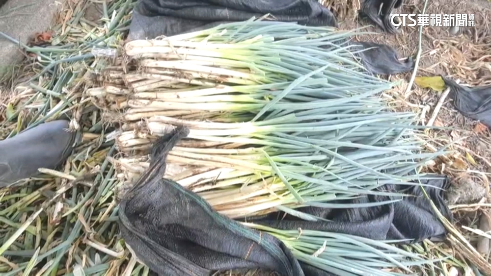 杜蘇芮將挾風雨來襲 農民忙採收防災減少損失