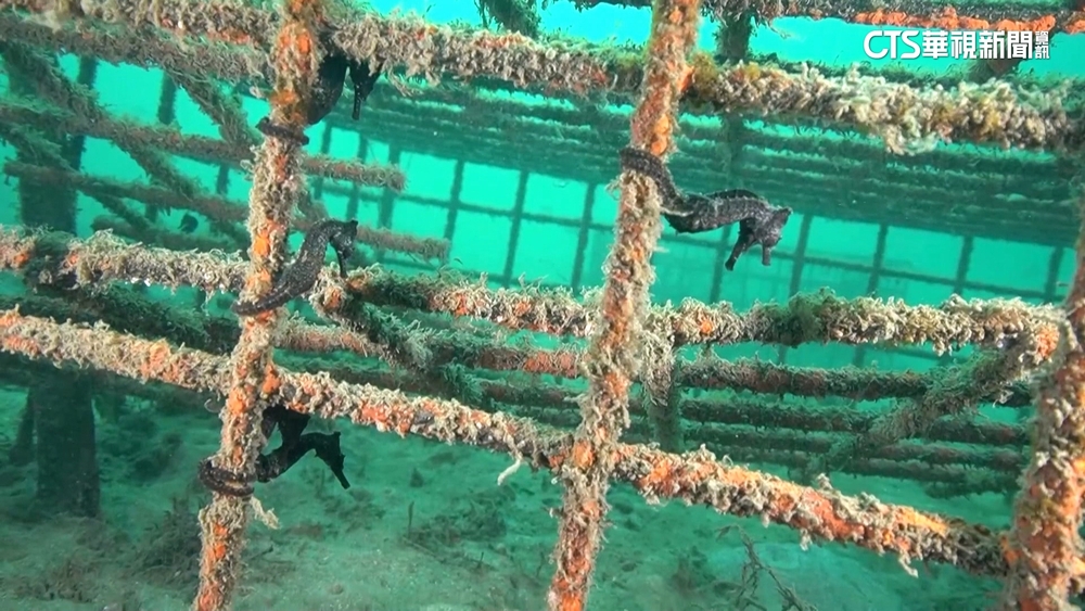 2千隻企鵝神祕死亡　熱浪下佛州珊瑚變蒼白