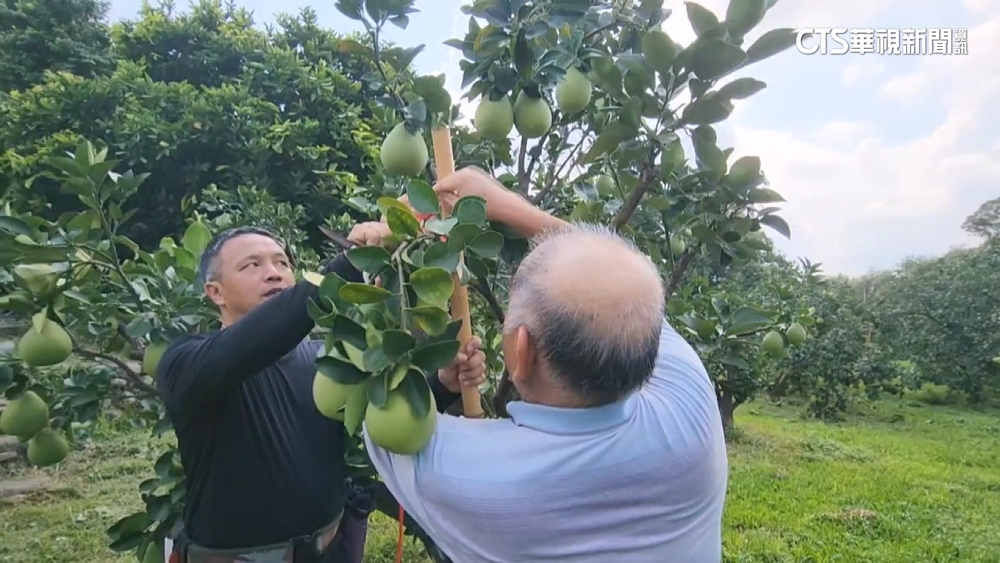 杜蘇芮步步逼近　果農搶時間採收.加固枝條