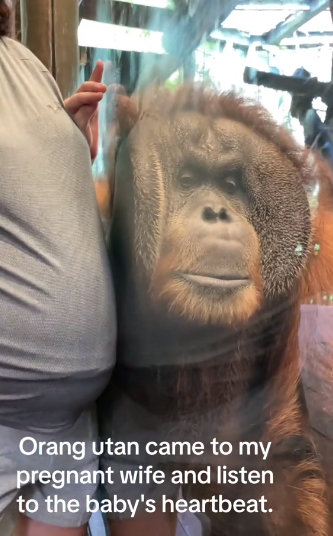 （圖／翻攝自TikTok　＠ihsahnmohd）