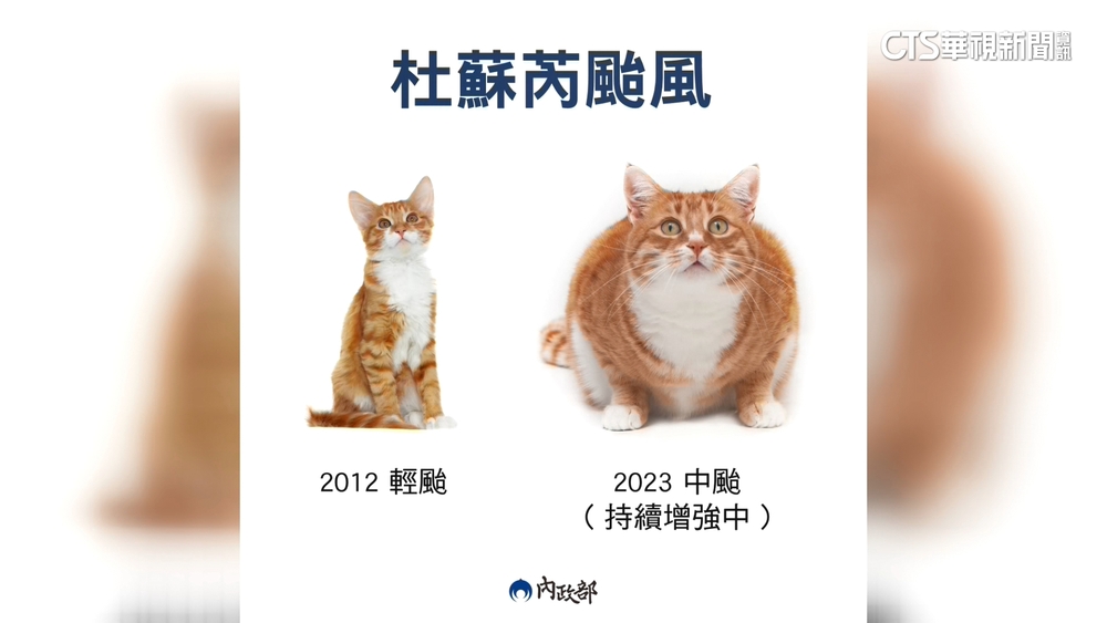 秒懂！內政部用「橘貓身材」比喻「杜蘇芮」