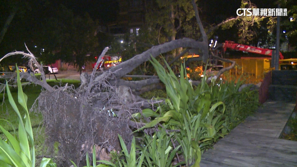 北投復興公園3層樓高路樹倒塌　砸中路邊3車