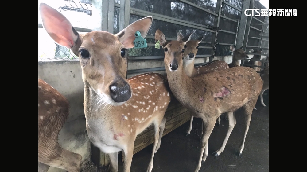 颱風夜偷梅花鹿！　男「扛不動」綑四肢丟包